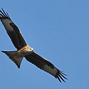 Red Kite  "Milvus milvus"